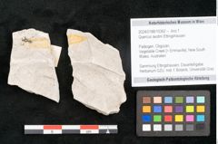 Foto (Objekt + Etikett) von Quercus austini Ettingshausen (NHMW-GEO-2024-0188-10362)